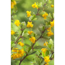 Барбарис самшитолистий Nana, Berberis buxifolia Nana