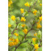 Барбарис самшитолистий Nana, Berberis buxifolia Nana