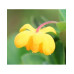 Барбарис самшитолистий Nana, Berberis buxifolia Nana