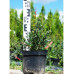 Барбарис самшитолистий Nana, Berberis buxifolia Nana