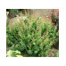 Барбарис самшитолистий Nana, Berberis buxifolia Nana