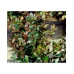Барбарис самшитолистий Nana, Berberis buxifolia Nana
