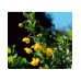 Барбарис самшитолистий Nana, Berberis buxifolia Nana