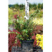 Барбарис самшитолистий Nana, Berberis buxifolia Nana