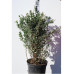 Барбарис самшитолистий Nana, Berberis buxifolia Nana