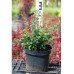 Барбарис самшитолистий Nana, Berberis buxifolia Nana