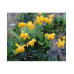 Барбарис самшитолистий Nana, Berberis buxifolia Nana