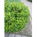 Барбарис самшитолистий Nana, Berberis buxifolia Nana