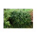 Барбарис самшитолистий Nana, Berberis buxifolia Nana