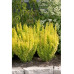Барбарис тунберга Golden Torch Touch  Контейнер/ком: 0,5-3л;  Висота: 15-20см ;  Діаметр крони: 5-10см;  Вік: 2р;  Наявність: 199 шт. ; 