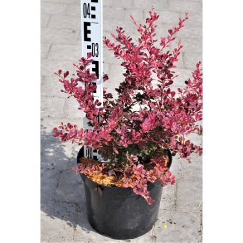 Барбарис тунберга Rose Glow  Контейнер/ком: 3-5л;  Висота: 35-55см ;  Діаметр крони: 25-35см;  Вік: 6р;  Додатково: Акція ;  Наявність: 102 шт. ; 