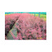 Барбарис тунберга Rose Glow  Контейнер/ком: 3-5л;  Висота: 35-55см ;  Діаметр крони: 25-35см;  Вік: 6р;  Додатково: Акція ;  Наявність: 102 шт. ; 