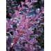 Барбарис тунберга Rose Glow  Контейнер/ком: 3-5л;  Висота: 35-55см ;  Діаметр крони: 25-35см;  Вік: 6р;  Додатково: Акція ;  Наявність: 102 шт. ; 