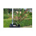 Барбарис тунберга Rose Glow  Контейнер/ком: 3-5л;  Висота: 35-55см ;  Діаметр крони: 25-35см;  Вік: 6р;  Додатково: Акція ;  Наявність: 102 шт. ; 